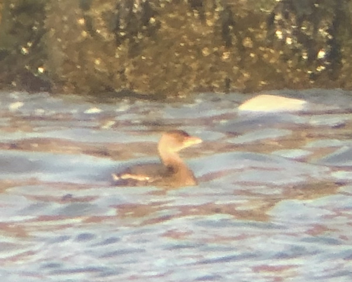 Pied-billed Grebe - ML611733849