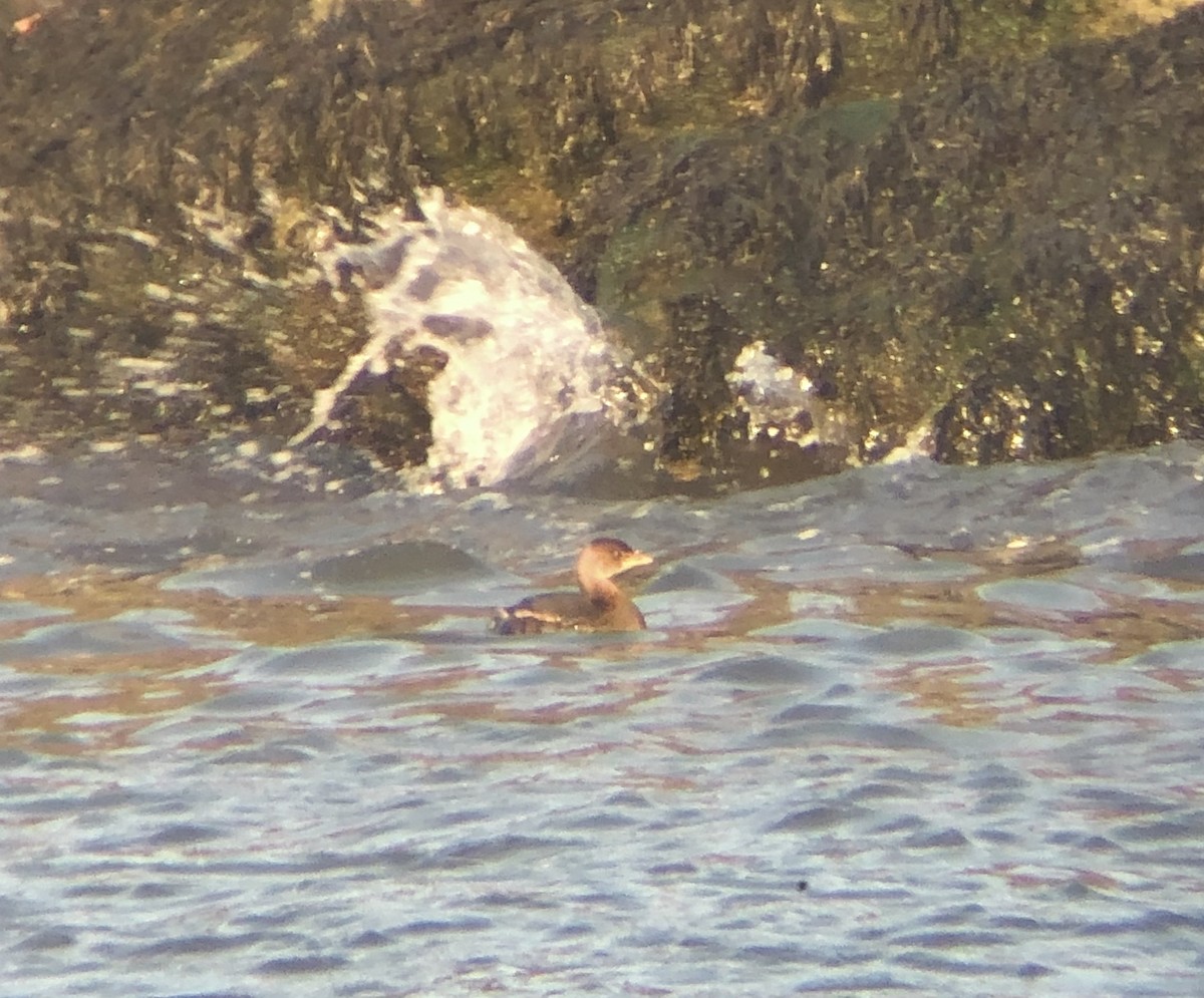 Pied-billed Grebe - ML611733850