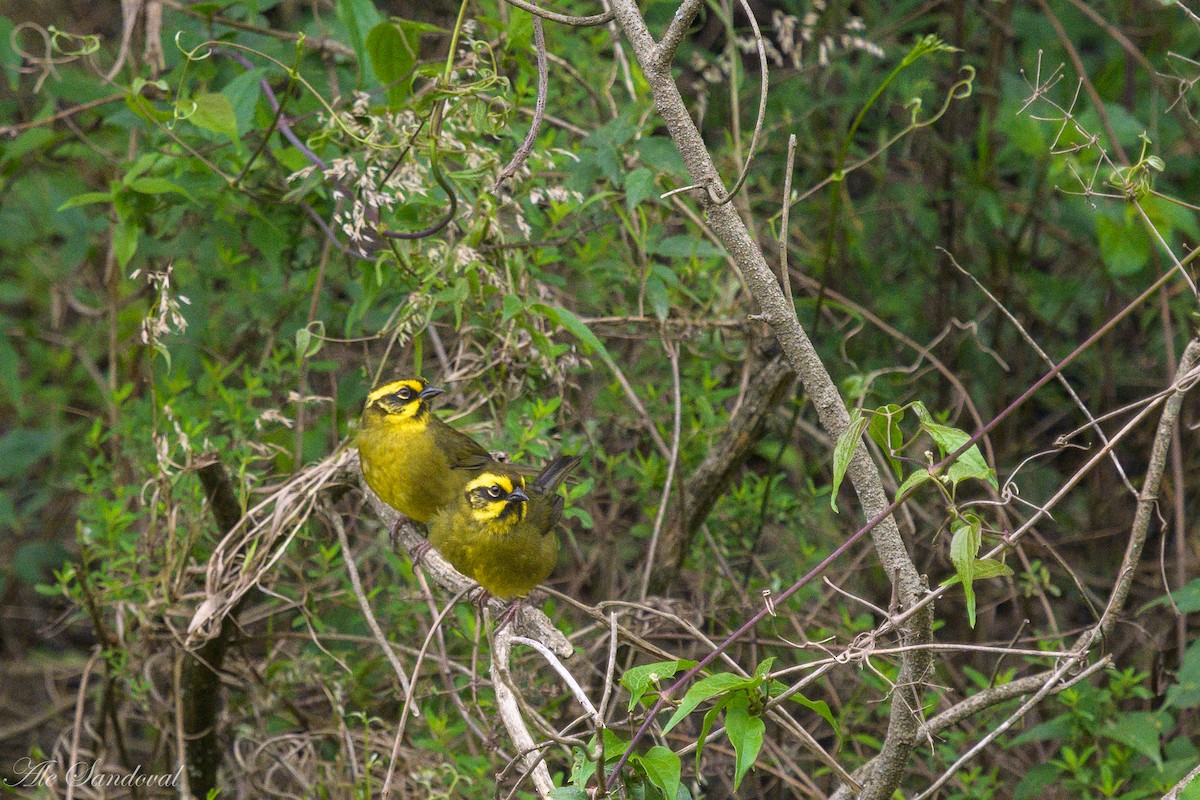 Yellow-striped Brushfinch - ML611733879