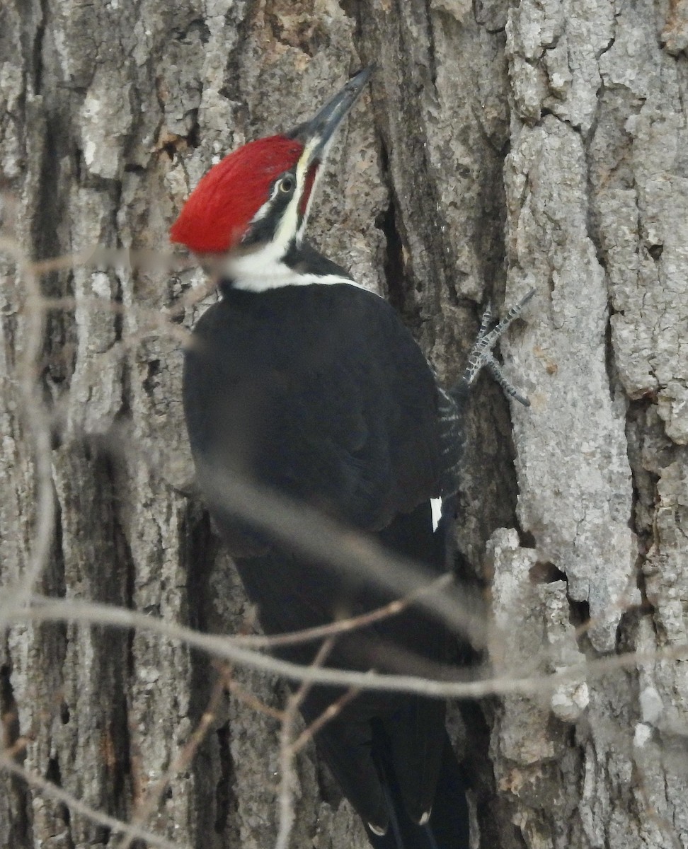 Pileated Woodpecker - ML611733914