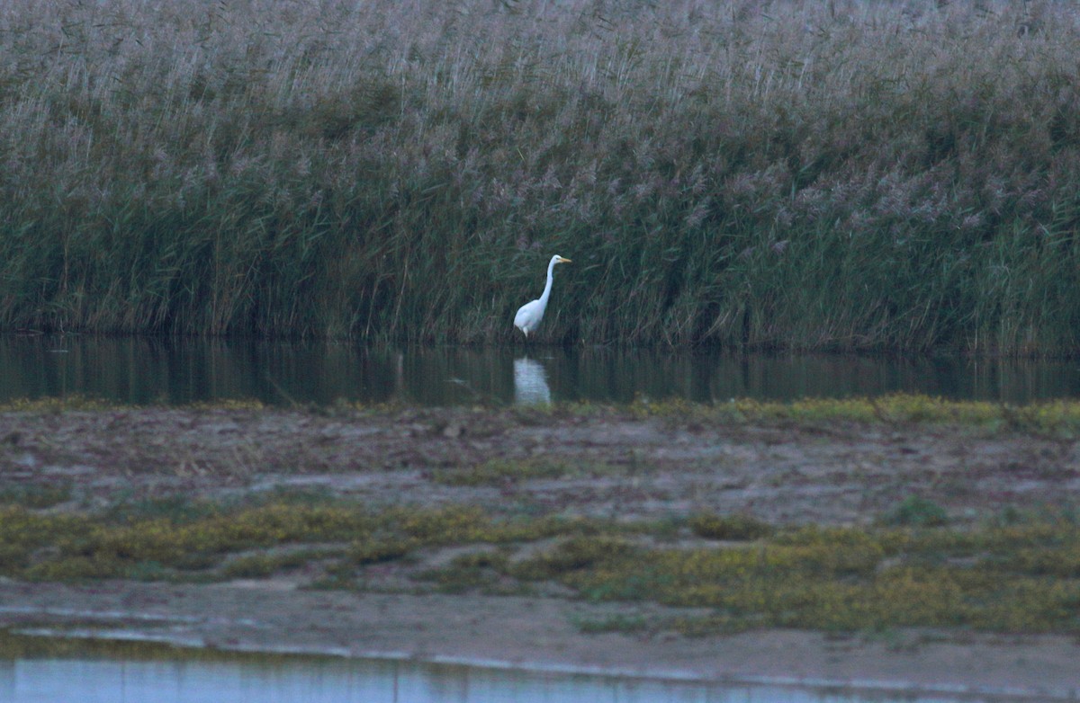 Great Egret - ML611733962