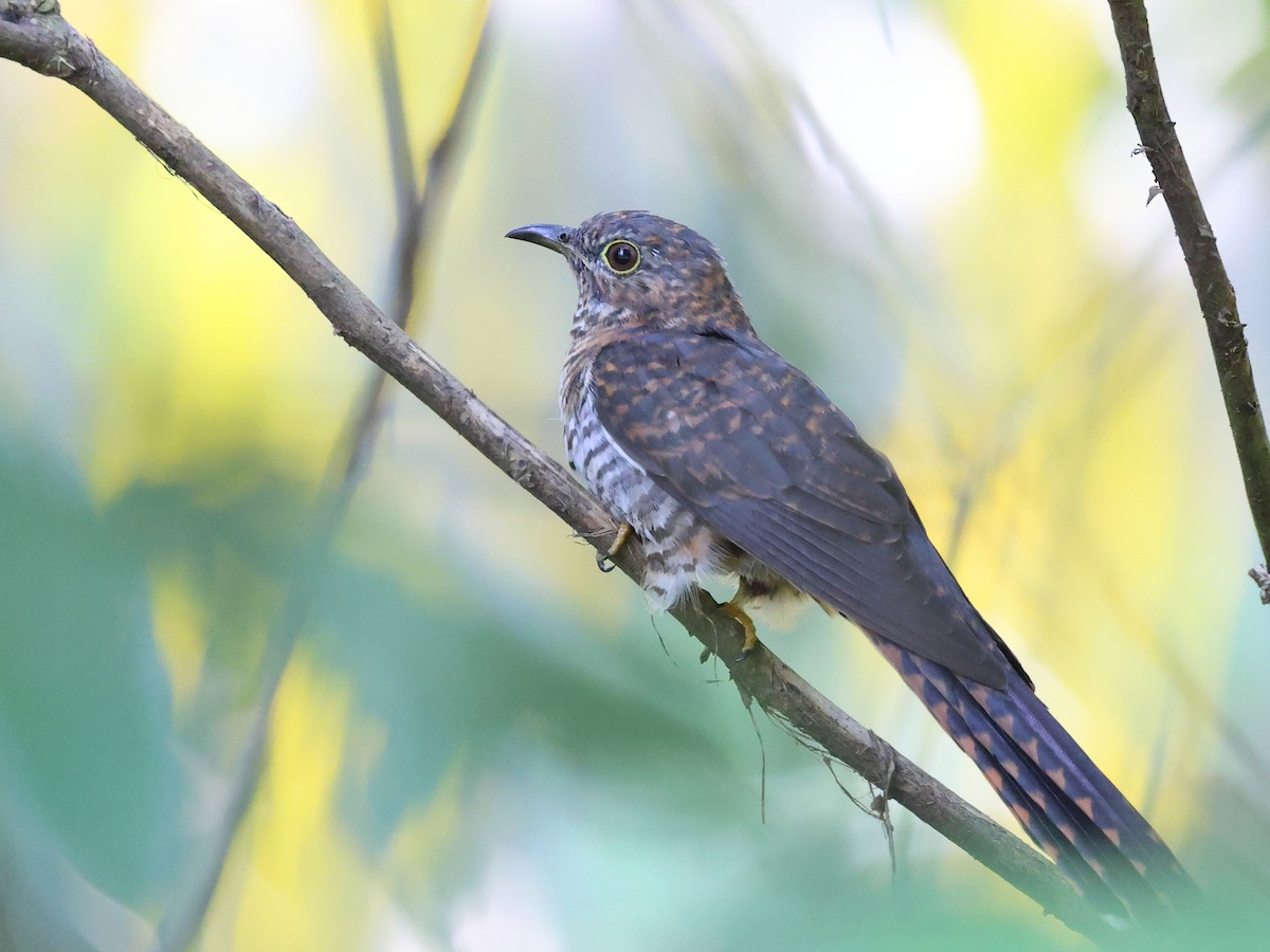 Brush Cuckoo - ML611734245