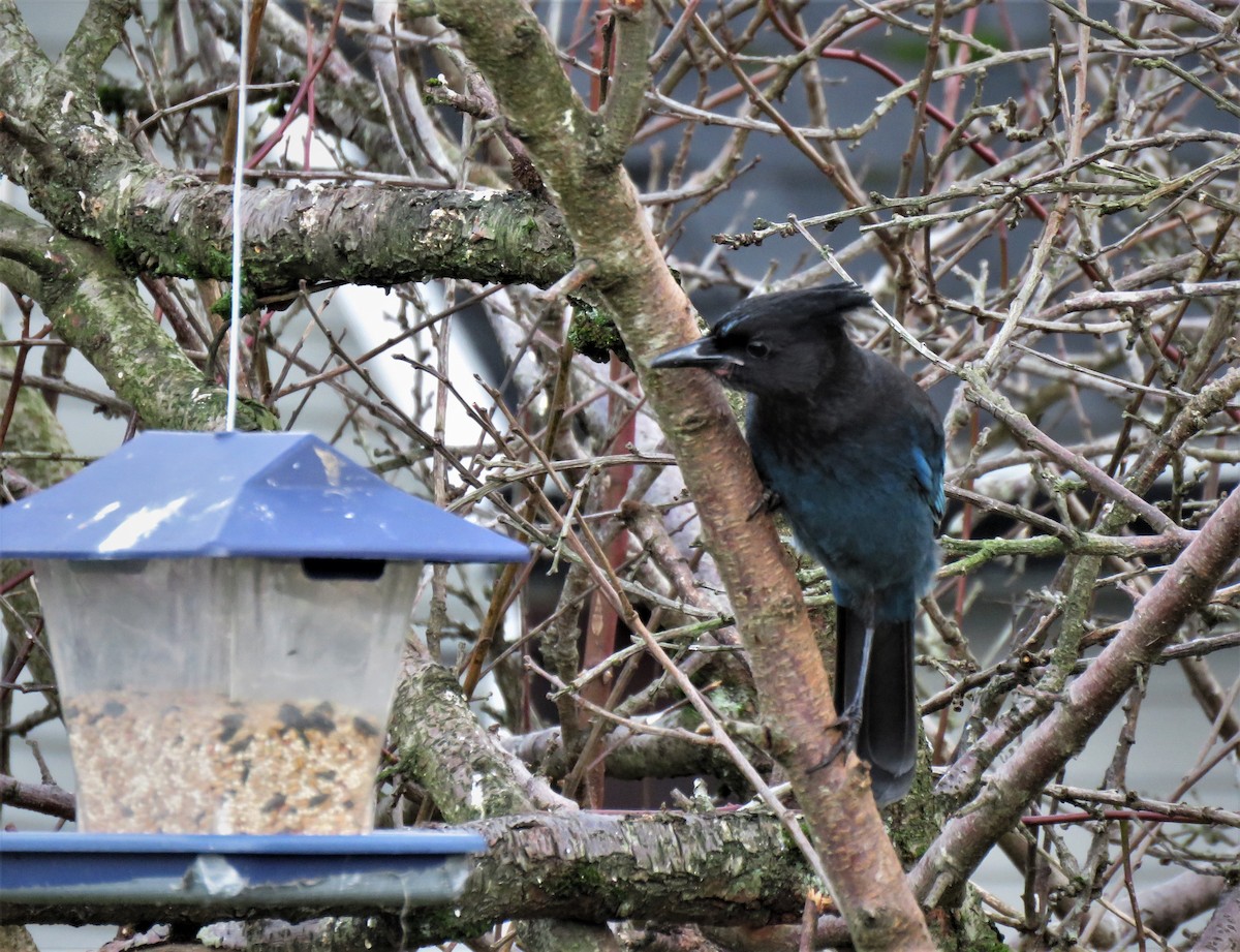 Steller's Jay (Coastal) - ML611734249