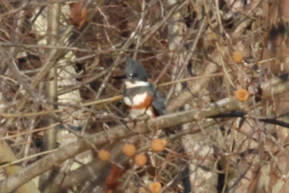 Belted Kingfisher - ML611734320