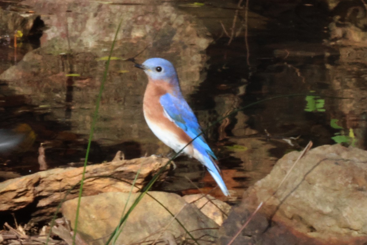 Eastern Bluebird - ML611734330