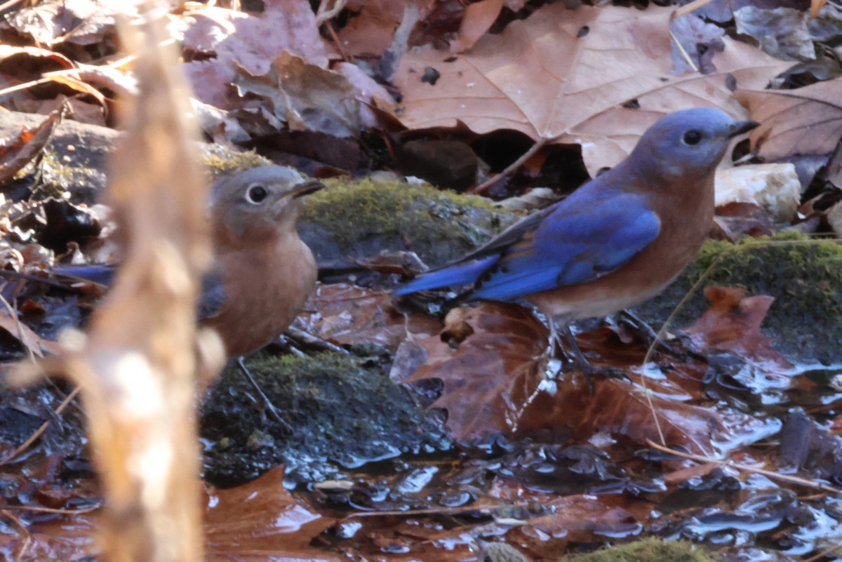 Eastern Bluebird - ML611734331