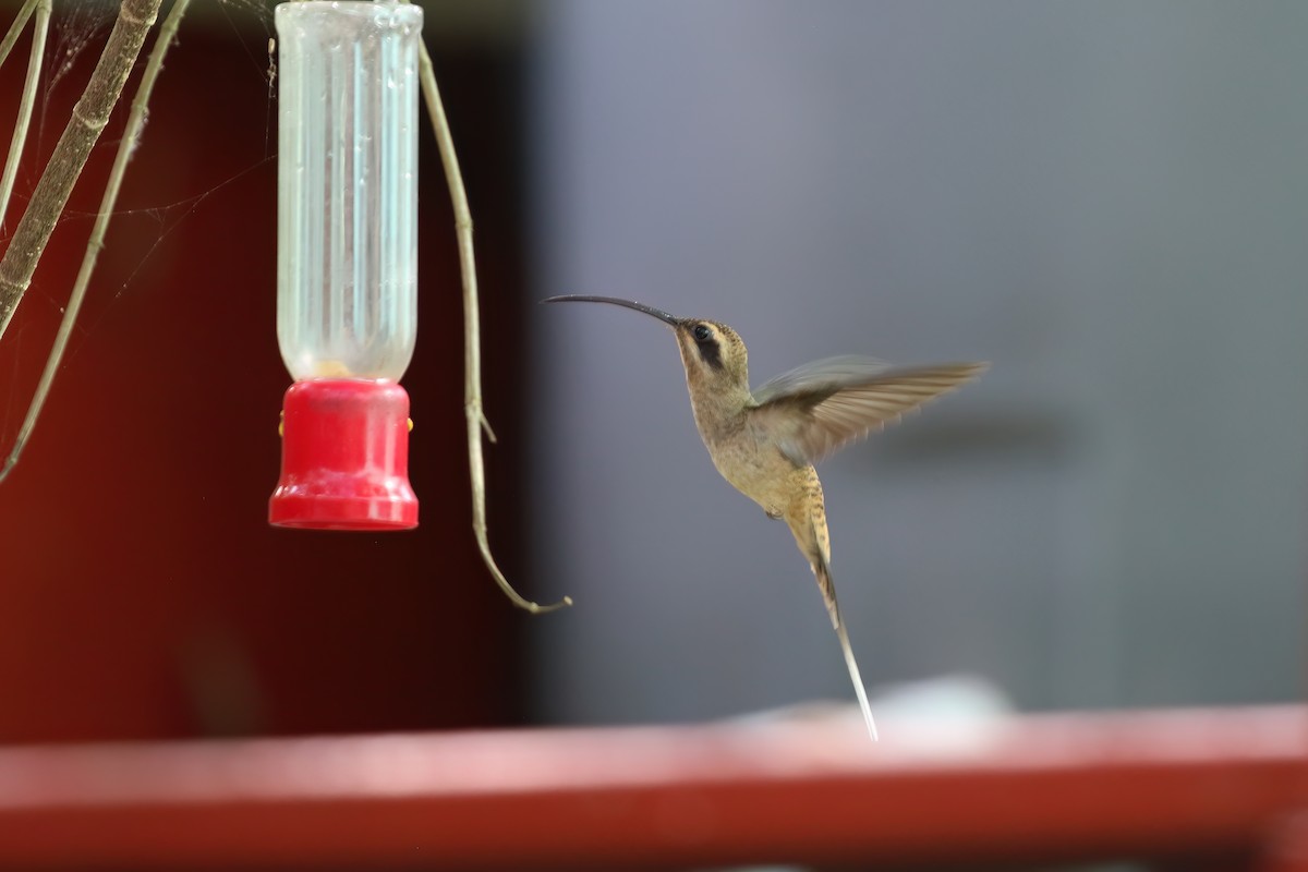 Long-billed Hermit (Central American) - ML611734442