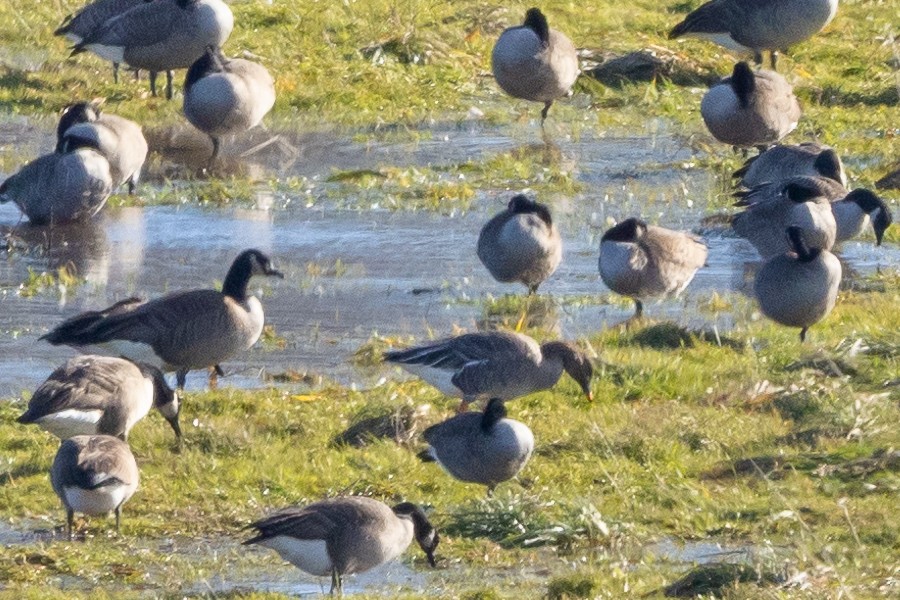 Tundra Bean-Goose - Lyall Bouchard