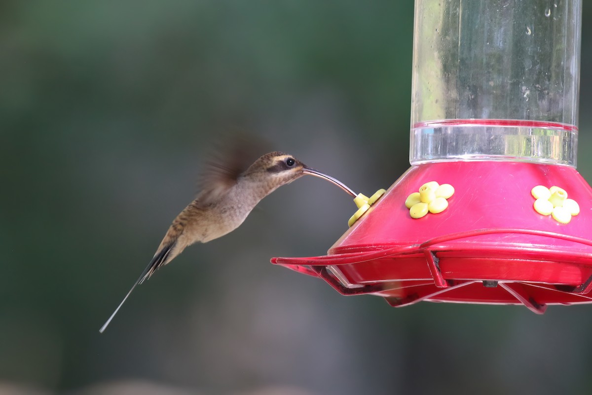 Long-billed Hermit (Central American) - ML611734487