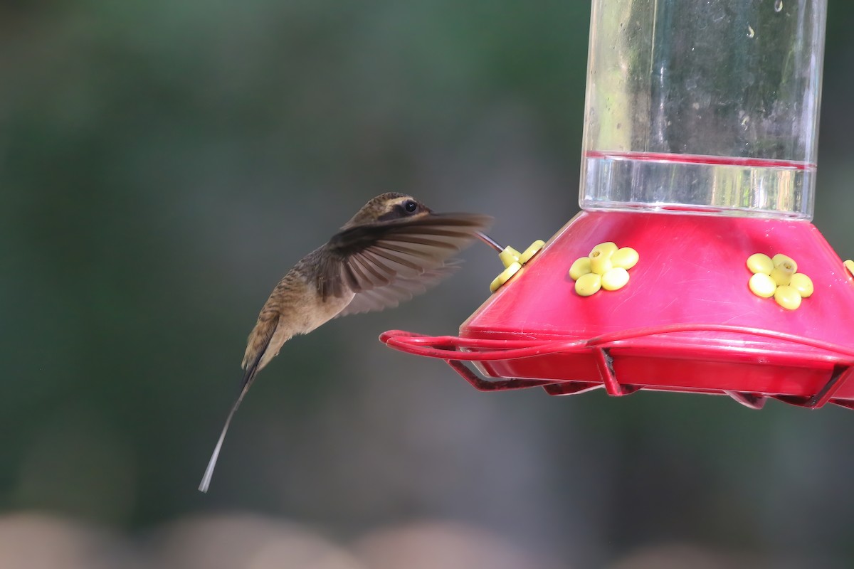 Long-billed Hermit (Central American) - ML611734508