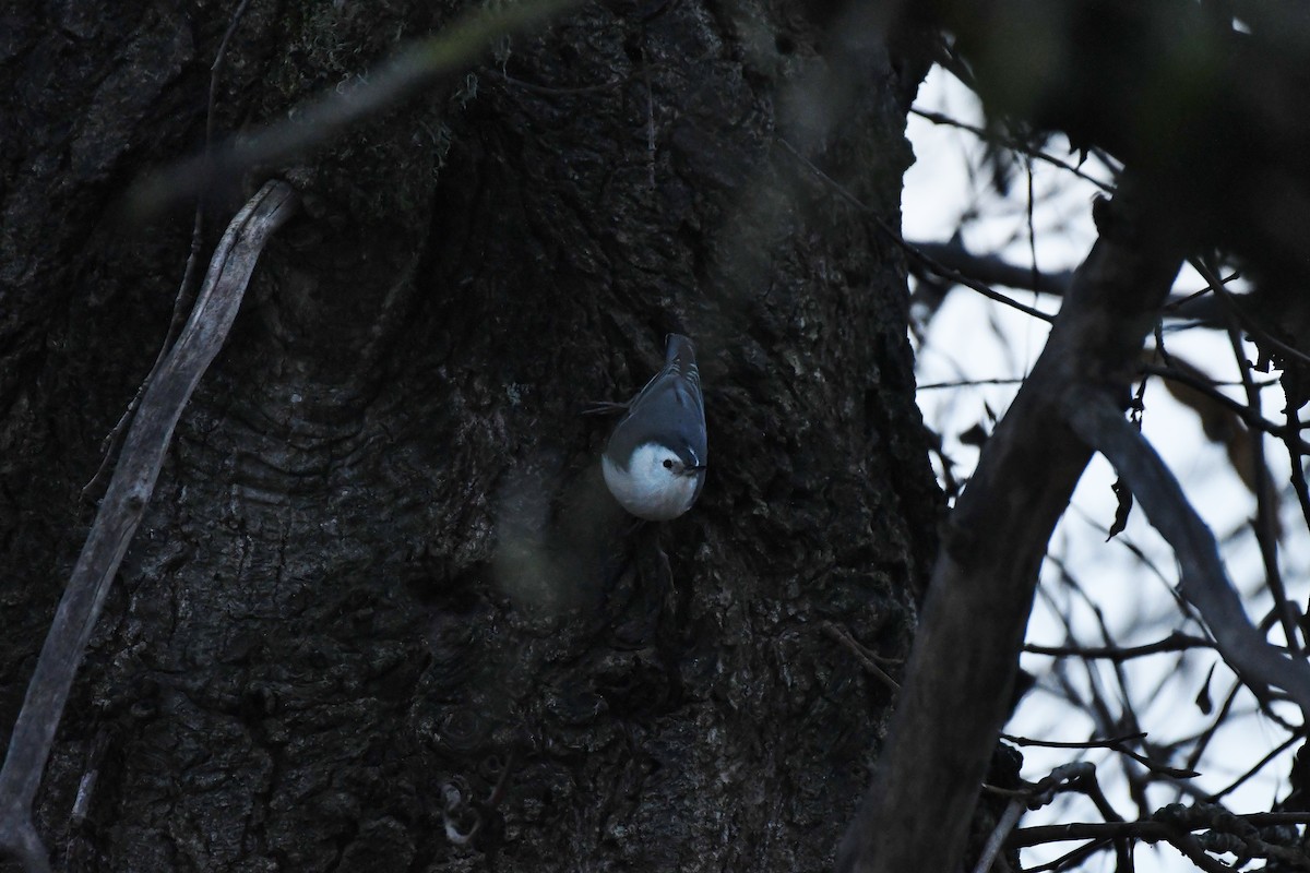 White-breasted Nuthatch - ML611734512