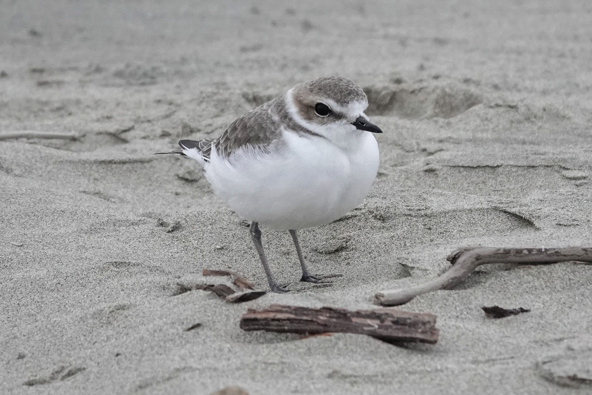 Snowy Plover - ML611734520