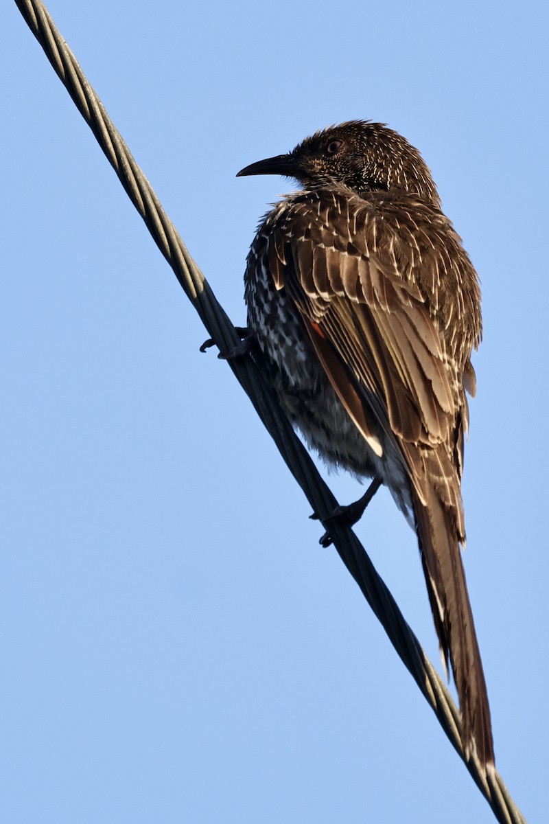 Little Wattlebird - ML611734570