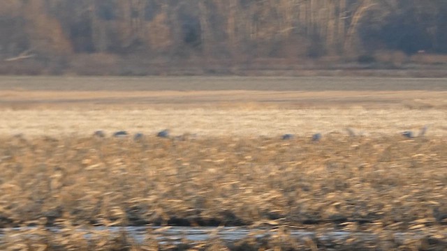 Sandhill Crane - ML611734583