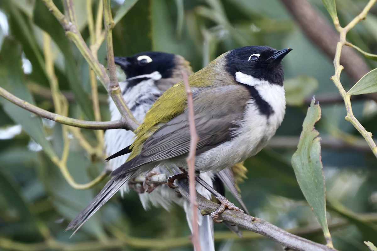 Black-headed Honeyeater - ML611734588