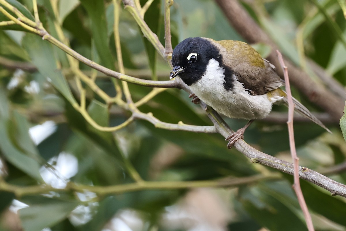 Black-headed Honeyeater - ML611734589