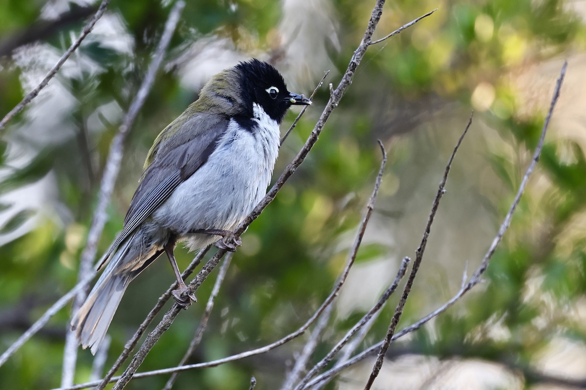 Black-headed Honeyeater - ML611734591