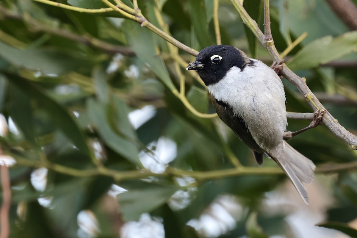 Black-headed Honeyeater - ML611734592