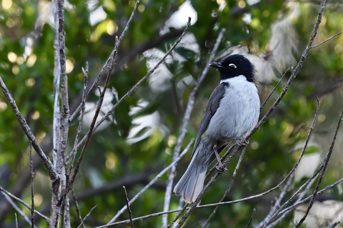 Black-headed Honeyeater - ML611734593