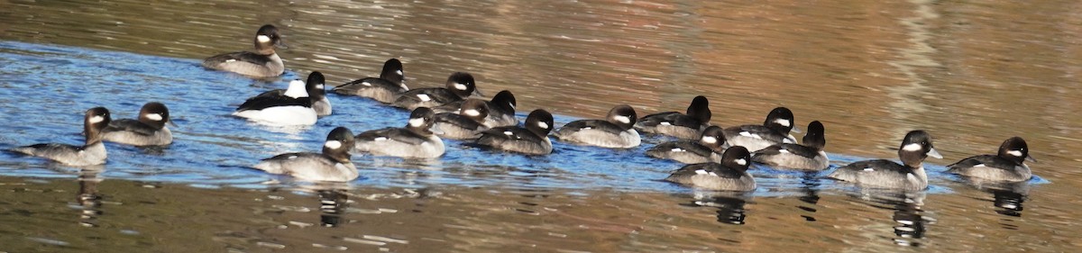 Bufflehead - Gary Fogerite