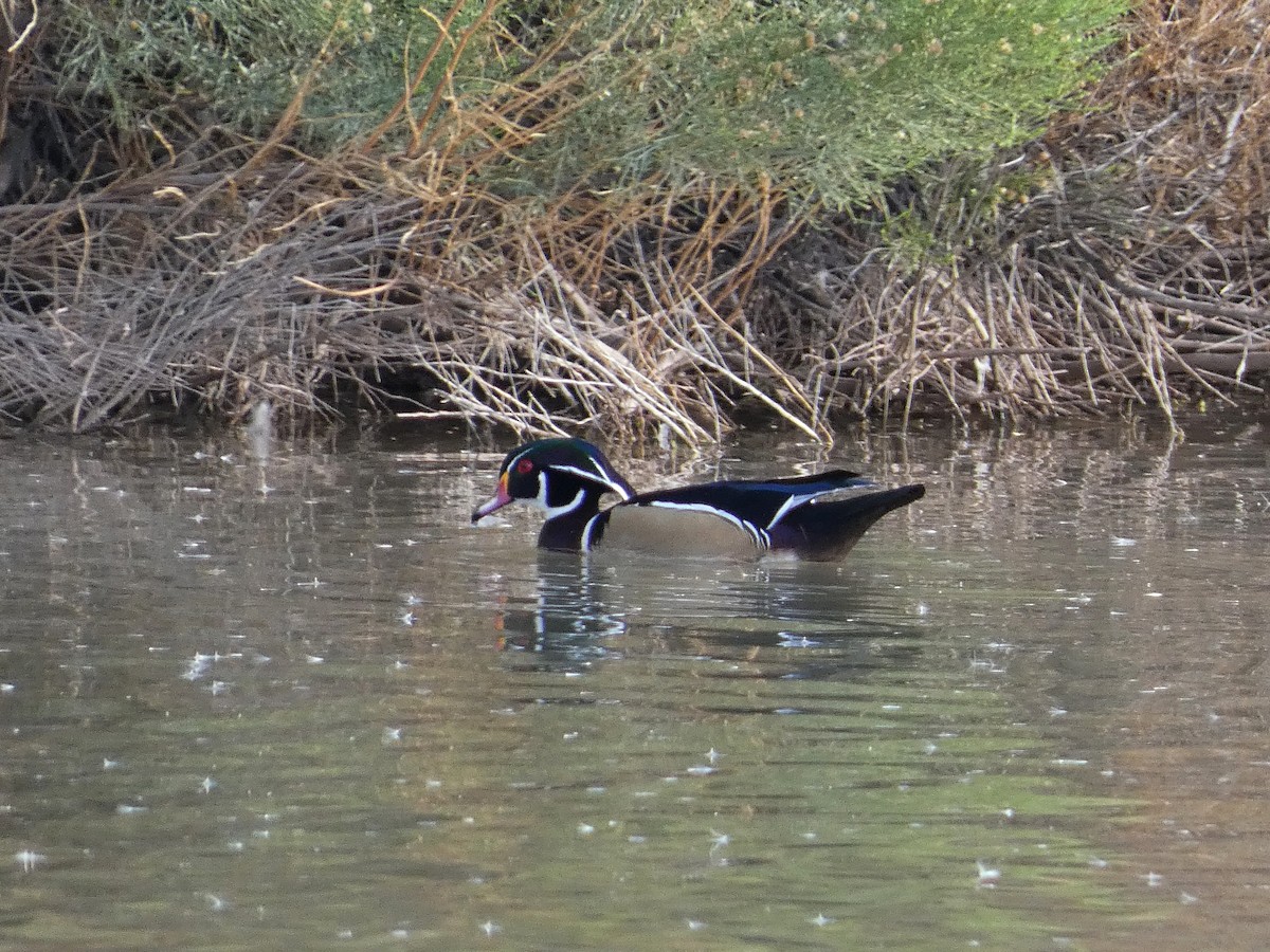 Wood Duck - ML611734649