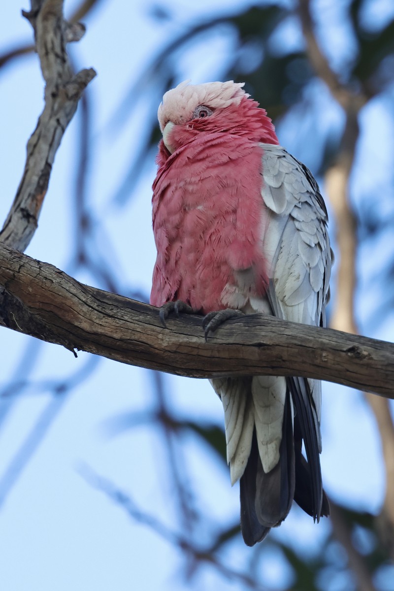 Cacatúa Galah - ML611734688