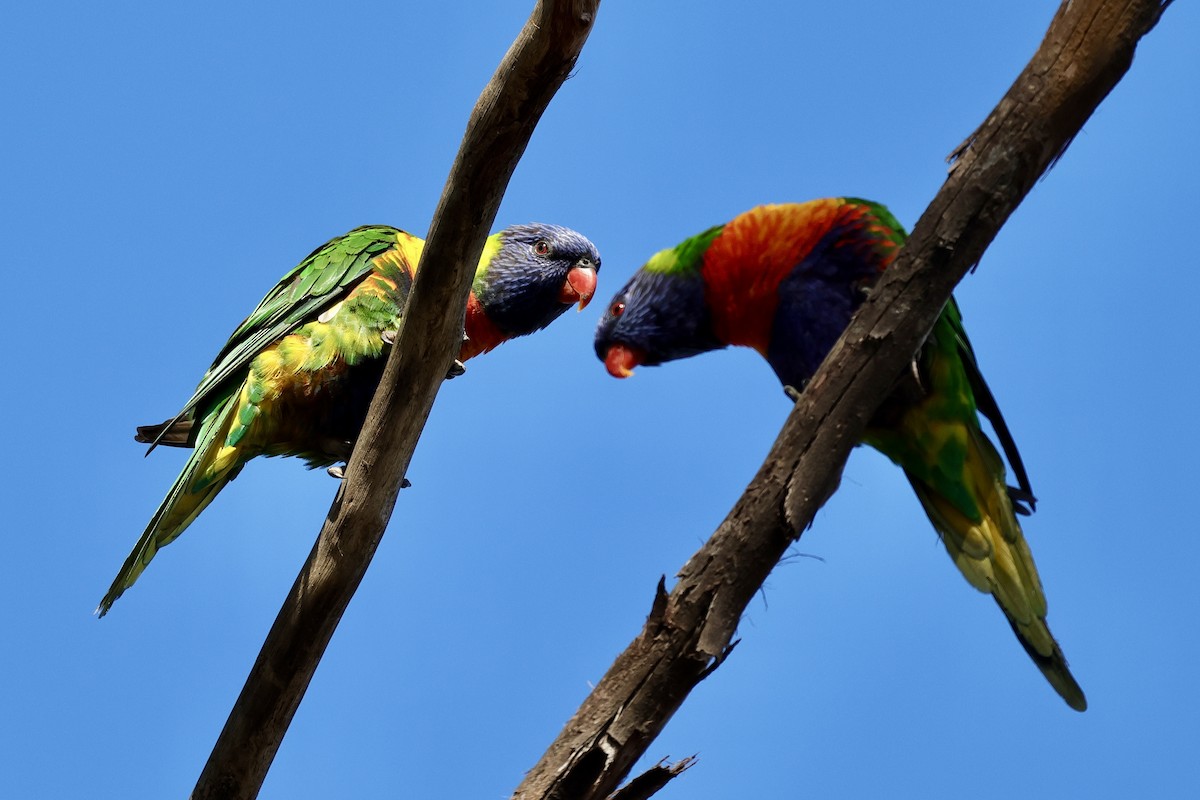 Rainbow Lorikeet - ML611734743