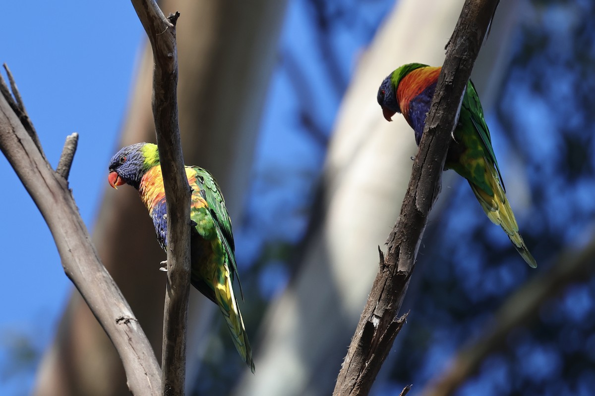 Rainbow Lorikeet - ML611734744