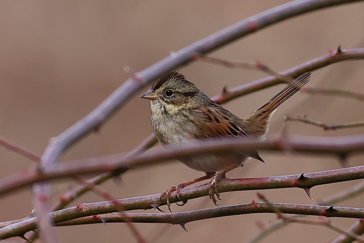 Swamp Sparrow - ML611734746