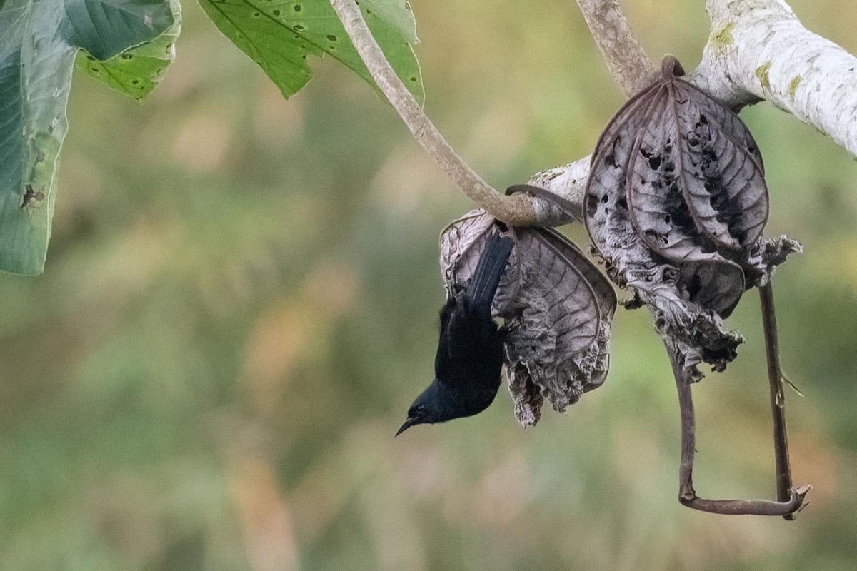 Jamaican Blackbird - ML611734875