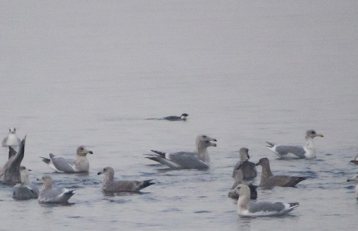 Guillemot à cou blanc - ML611734924