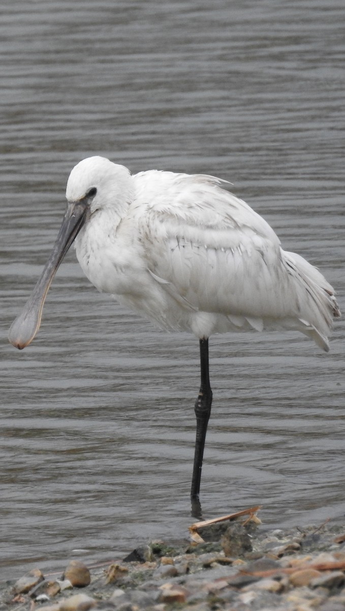 Eurasian Spoonbill - Juan Carlos Solar Gómez