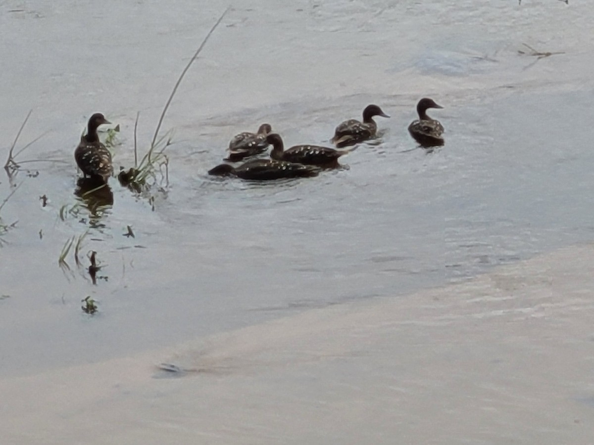 African Black Duck - ML611735061