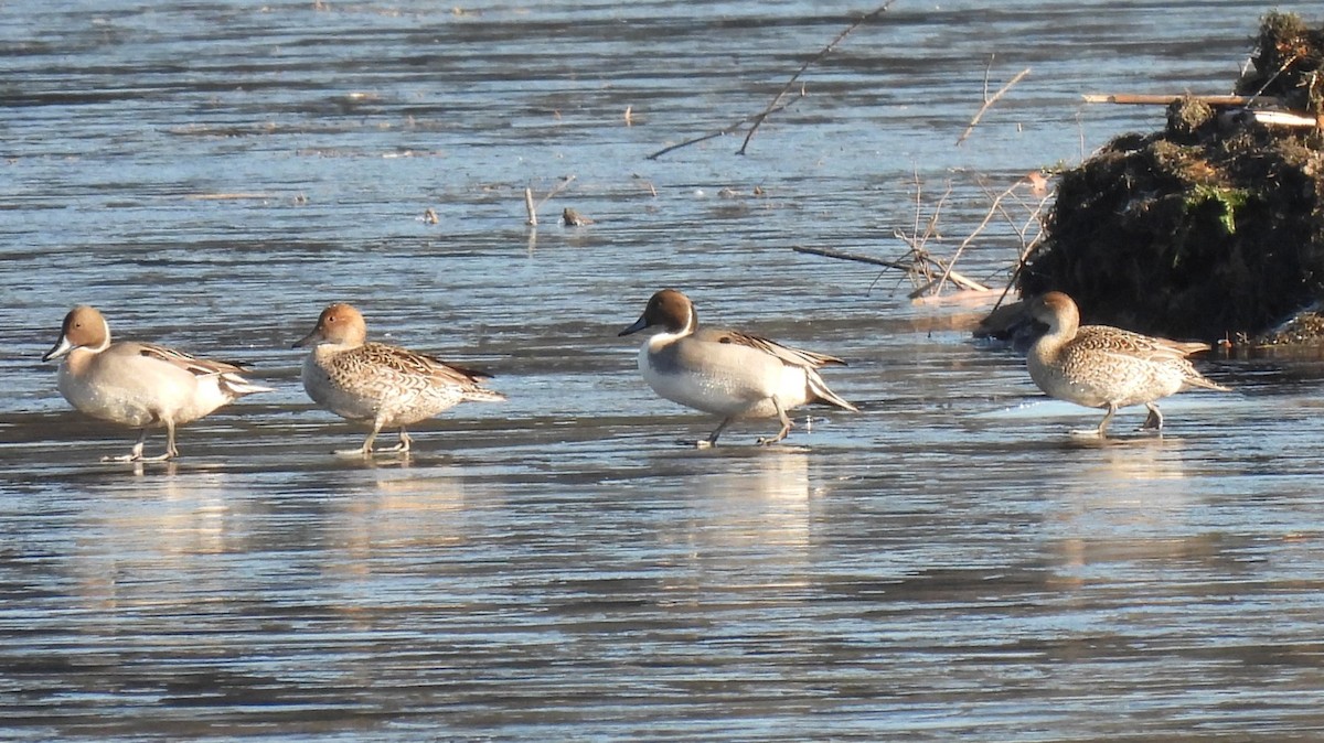 Northern Pintail - ML611735126