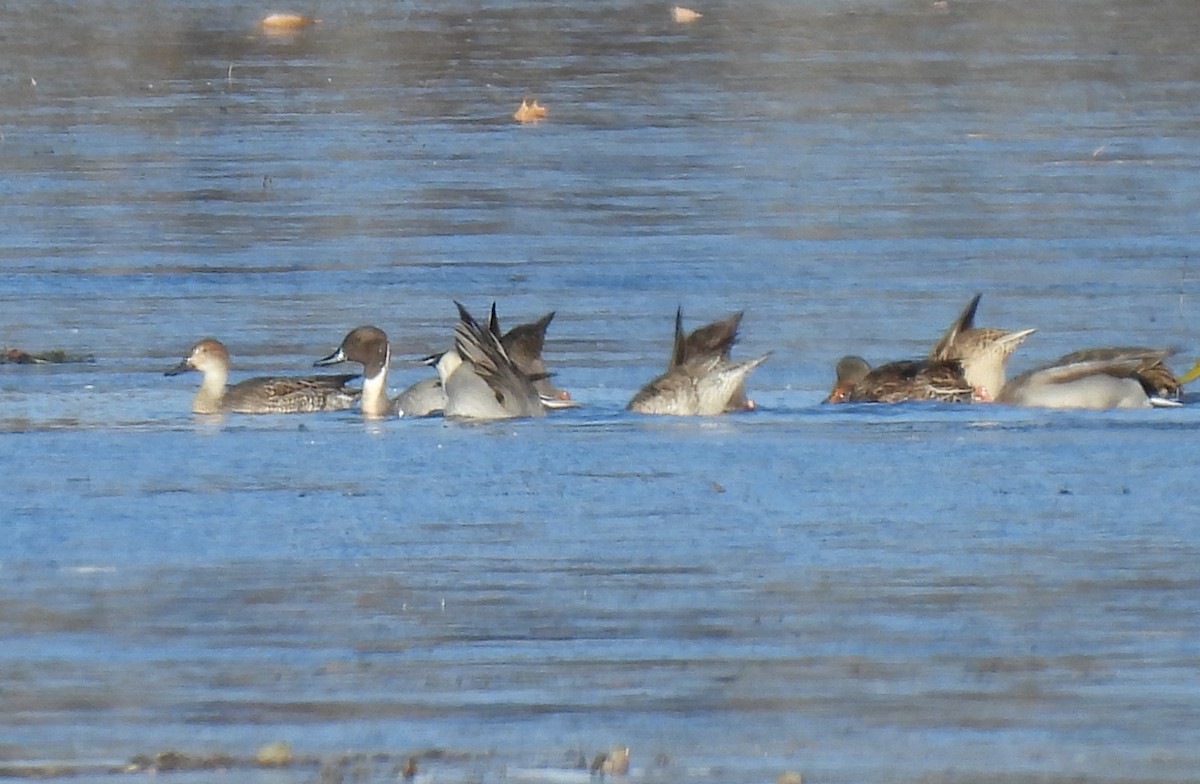 Northern Pintail - ML611735127