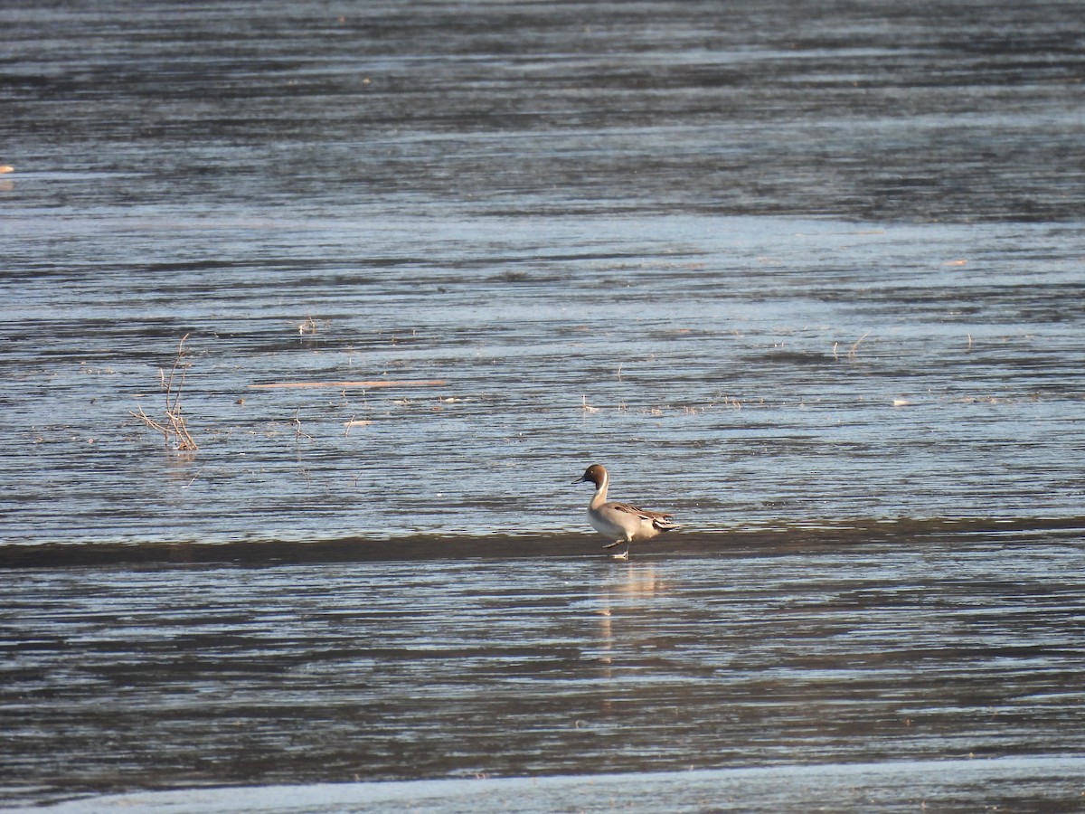 Northern Pintail - ML611735129