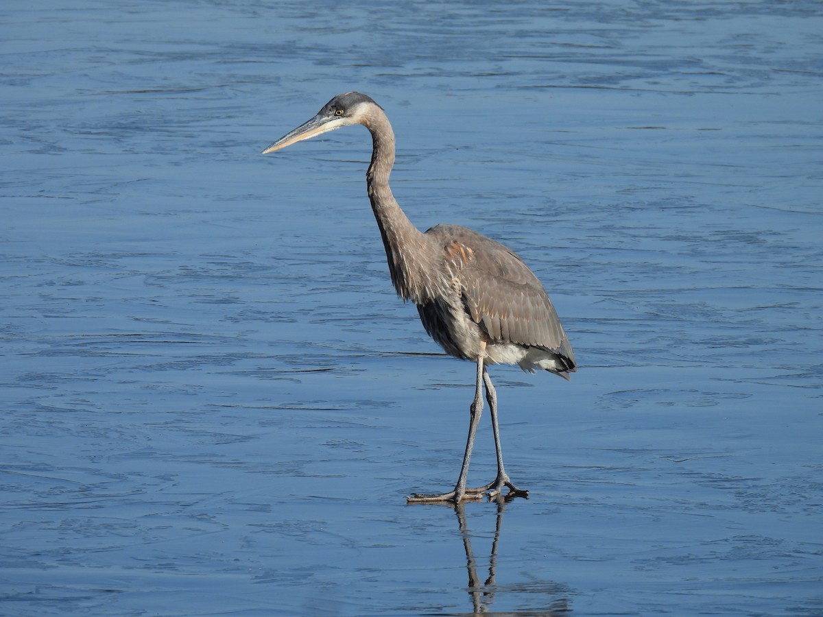 Great Blue Heron - ML611735149