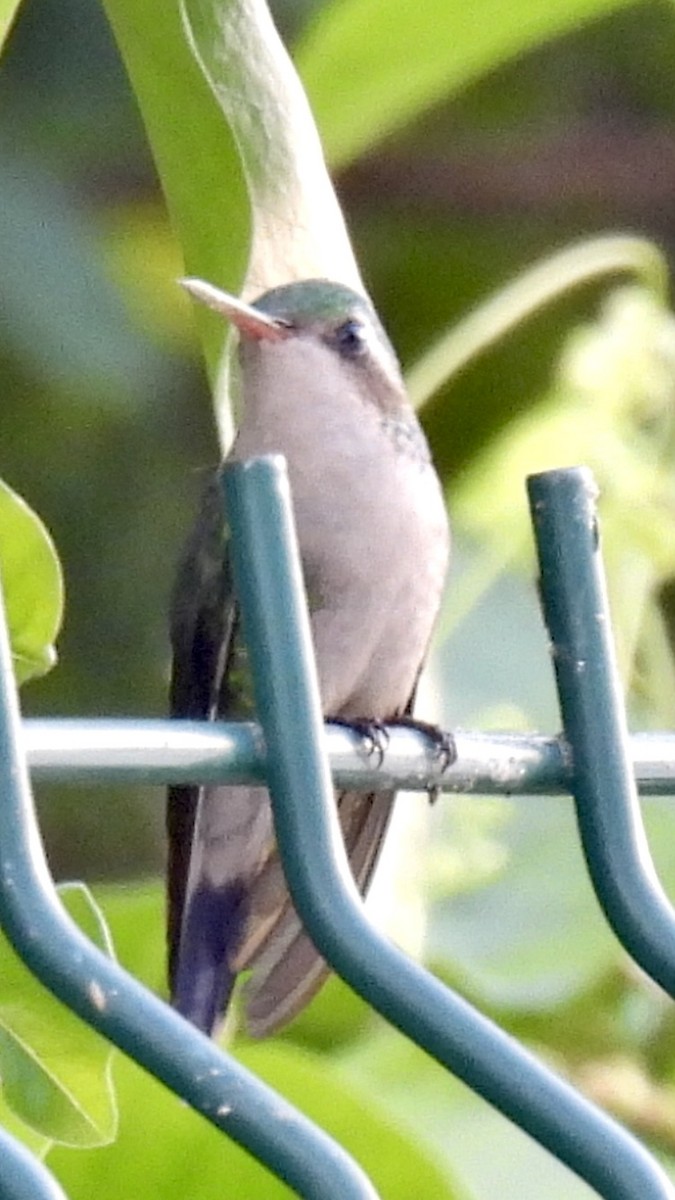 kolibřík cozumelský - ML611735221