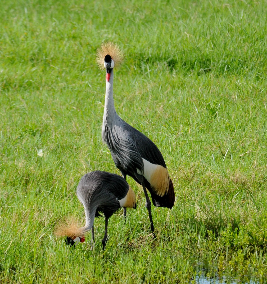 Gray Crowned-Crane - Clive Harris