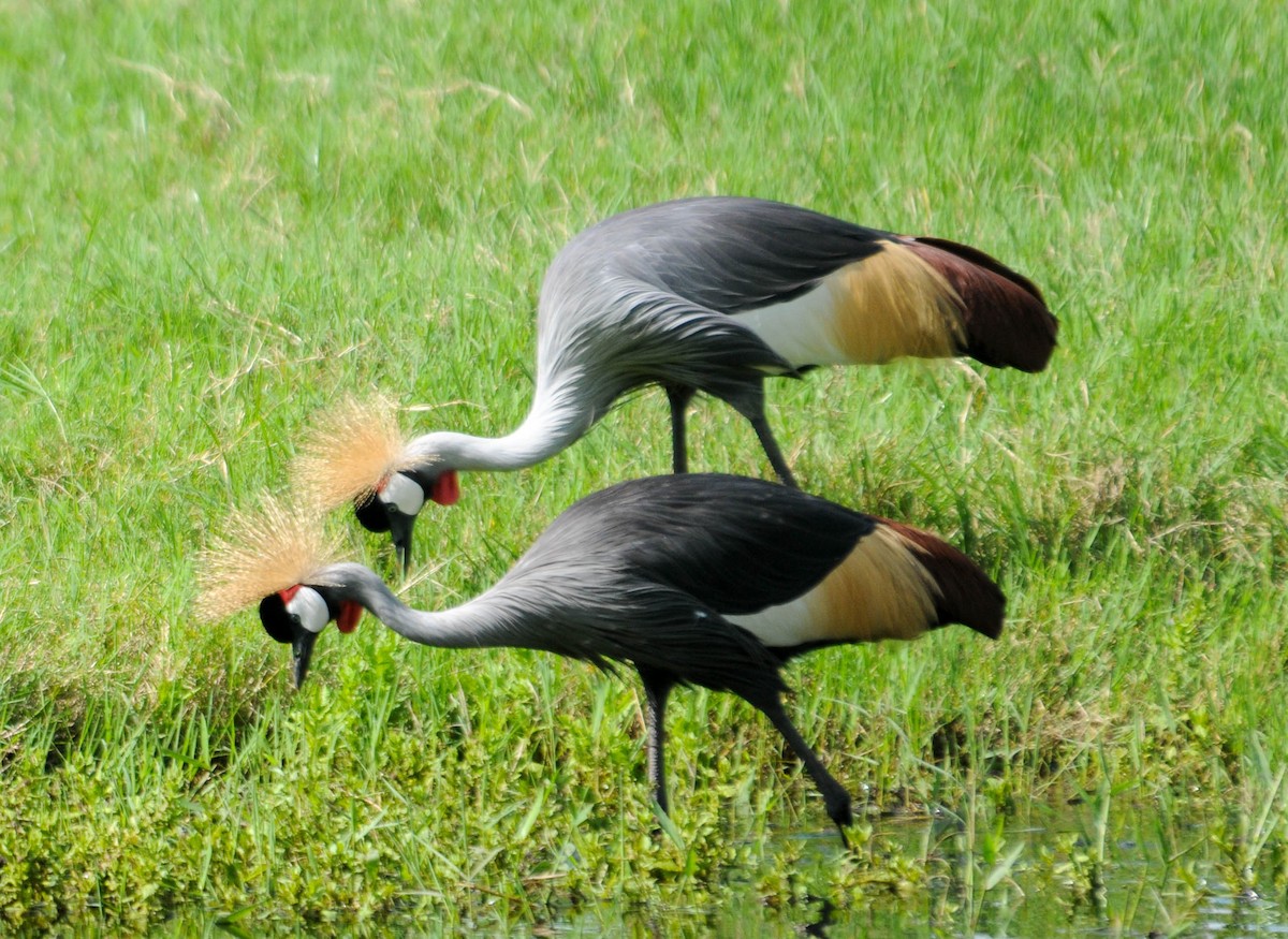 Gray Crowned-Crane - ML611735291