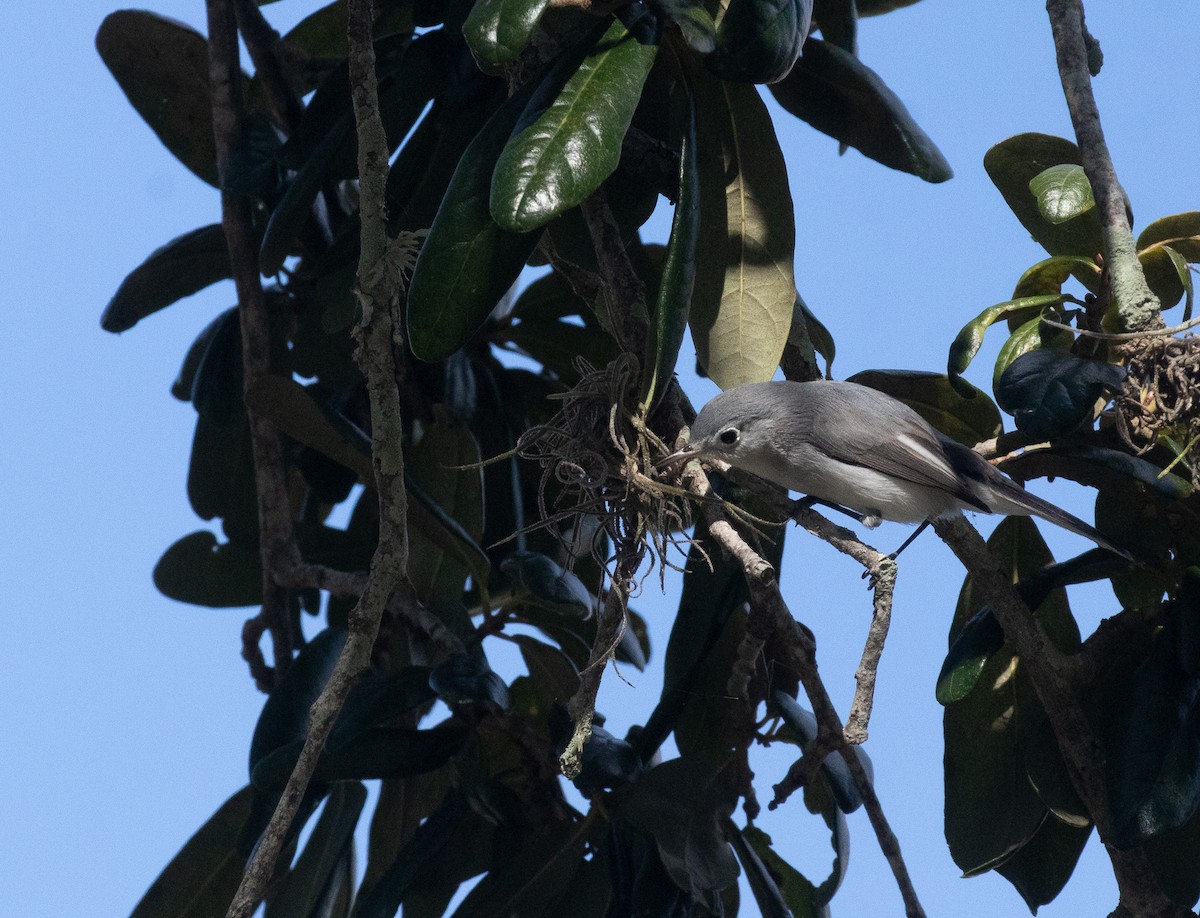 Blue-gray Gnatcatcher - David Wetzel