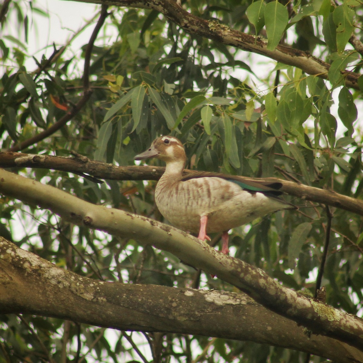 Ringed Teal - ML611735346