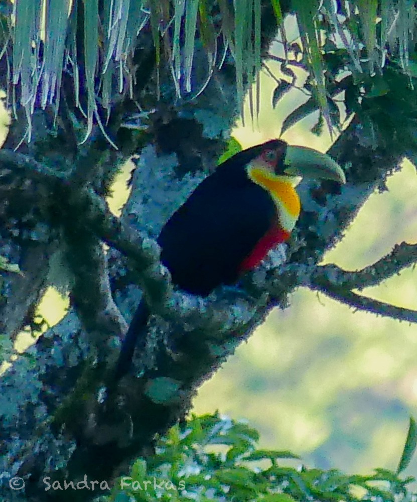 Red-breasted Toucan - ML611735378