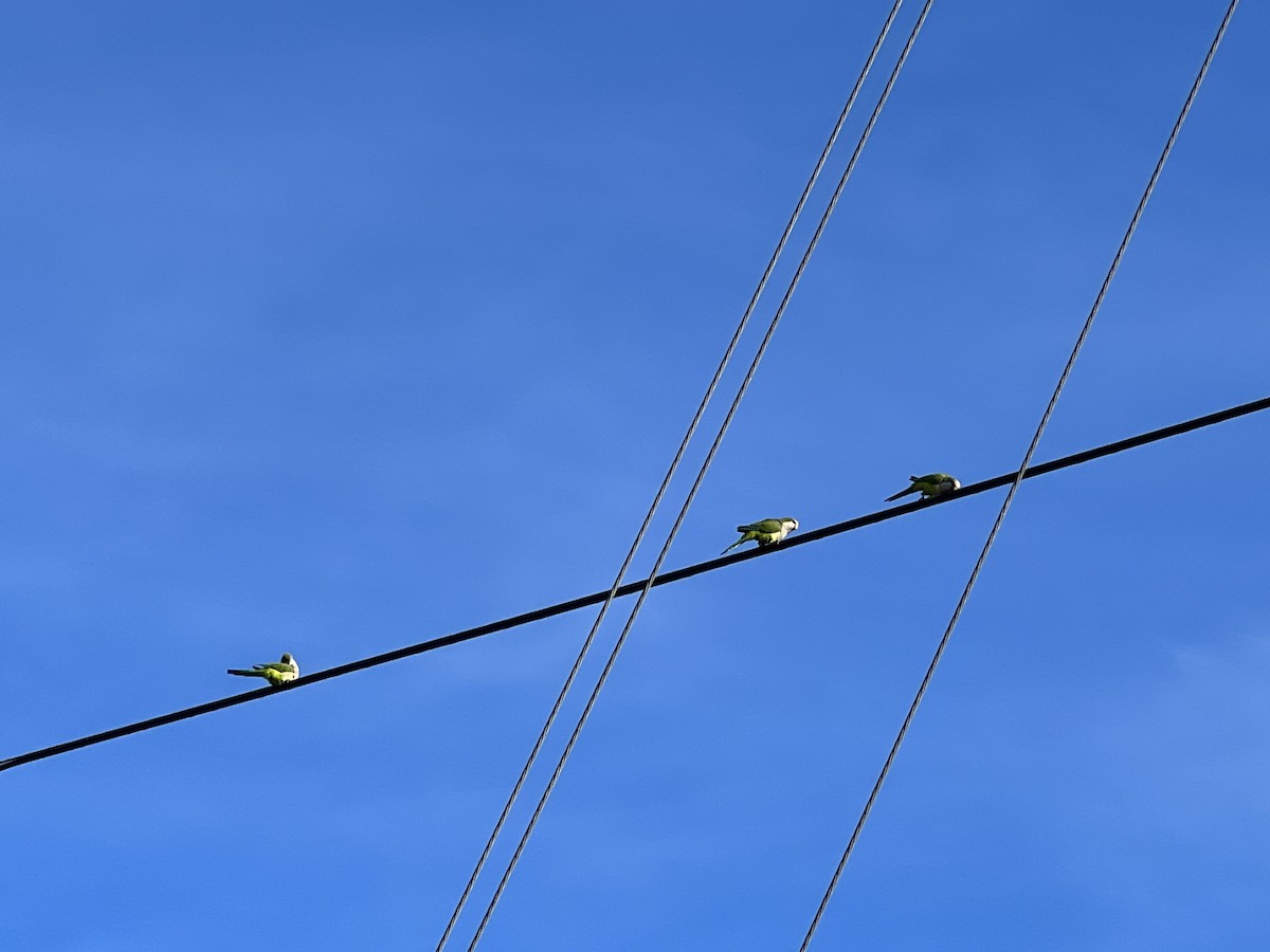 Monk Parakeet - ML611735389
