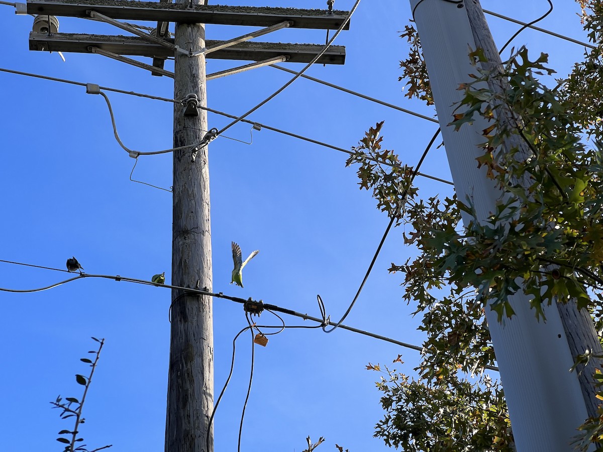 Monk Parakeet - ML611735390
