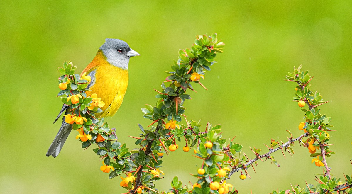 Patagonian Sierra Finch - ML611735442