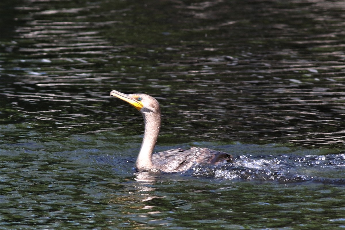 Double-crested Cormorant - ML61173551