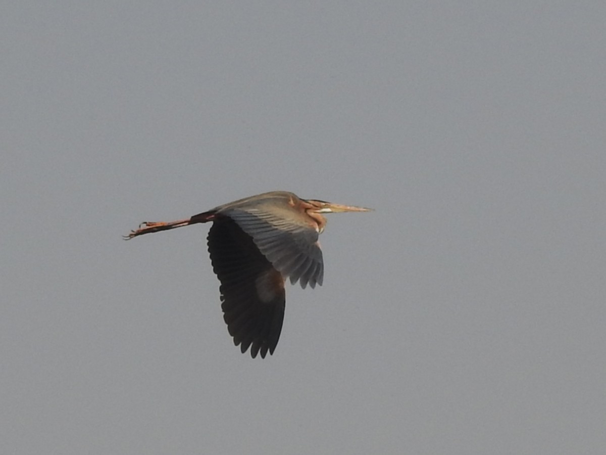 Purple Heron - César María Aguilar Gómez