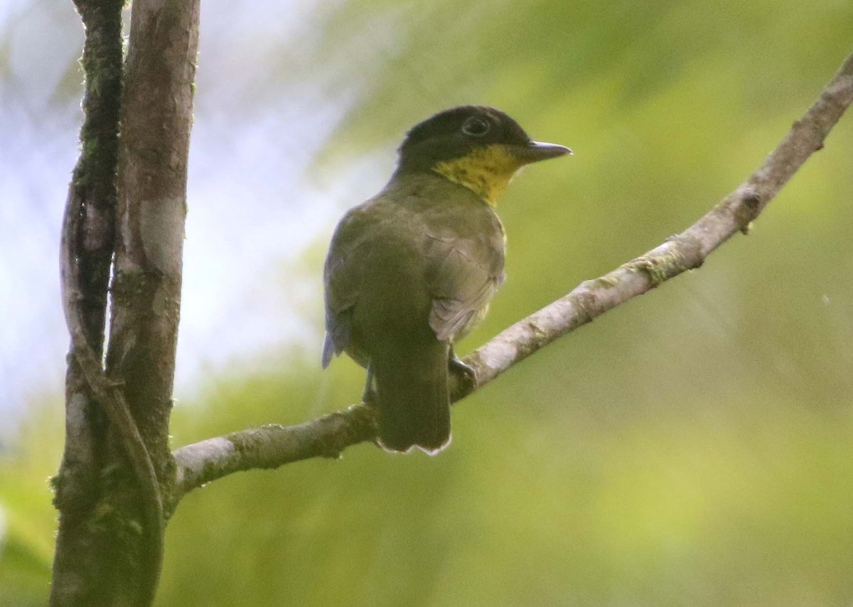 Brazilian Laniisoma - Ashley Banwell