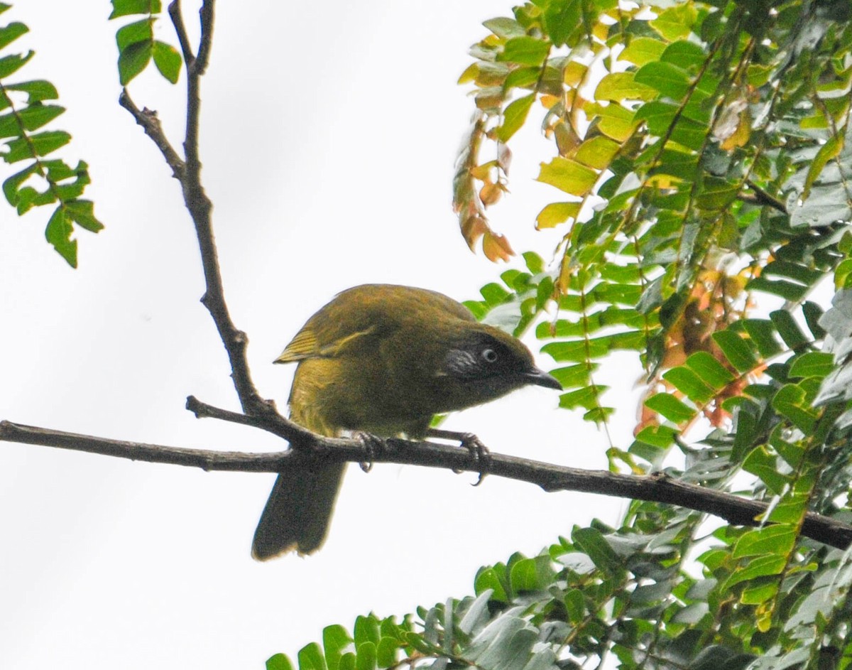 Stripe-cheeked Greenbul (Stripe-faced) - ML611735537